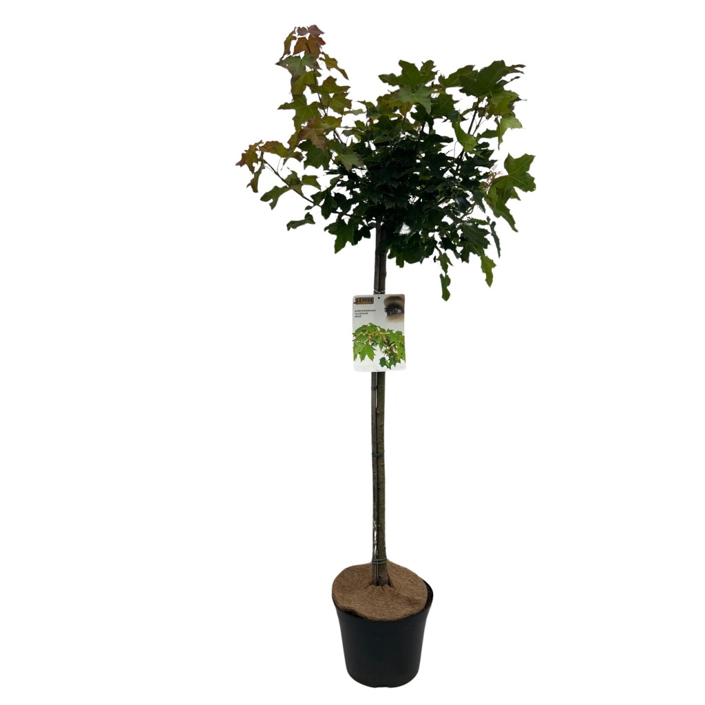 Picture of Acer plat. Globosum P29 (10 Ltr) 120/STD