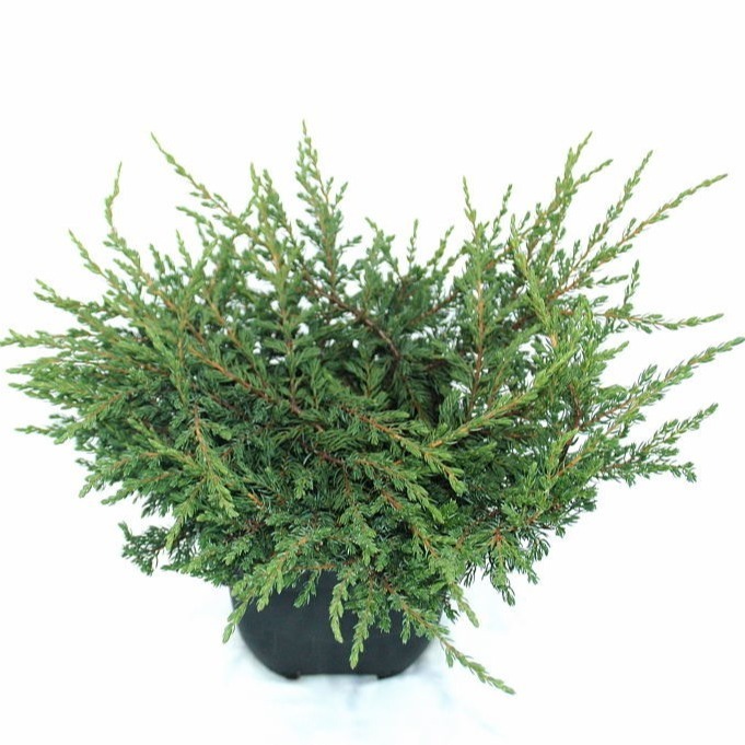 Picture of Juniperus com. Repanda P17 (2 Ltr) 20/25