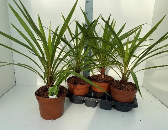 Picture of Cordyline australis Peko P21 (4 Ltr)