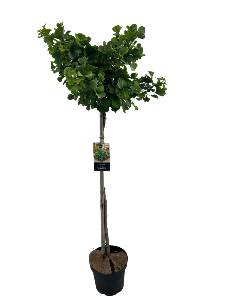 Picture of Ginkgo biloba Mariken P29 (10 Ltr) 90/STD