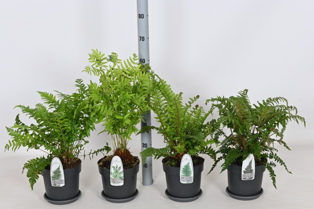 Picture of Ferns in varieties P19 (3 Ltr)