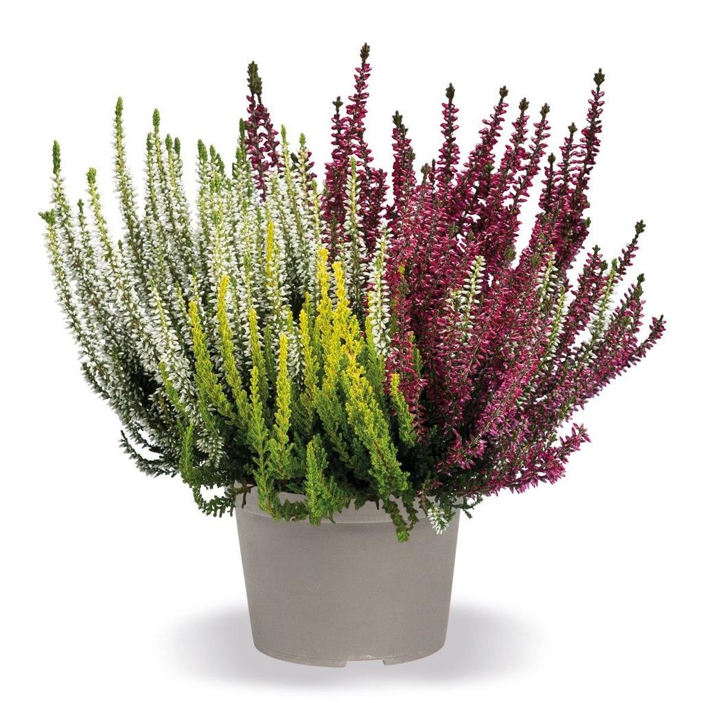 Picture of Calluna vulgaris Trio Girls® P17 (2 Ltr)