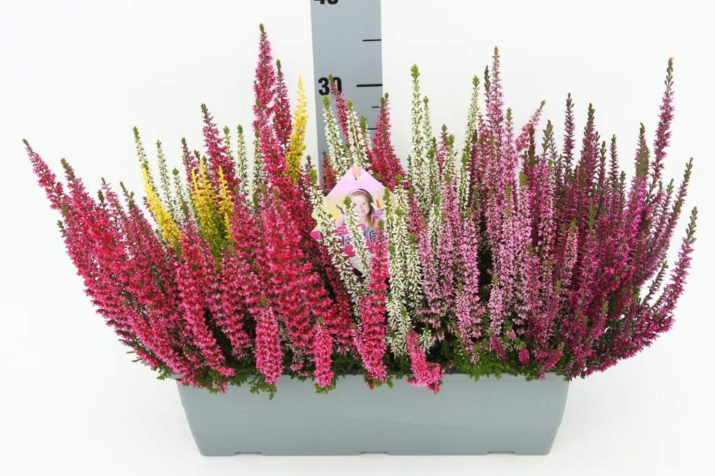 Picture of Calluna Beauty Ladies High Five balcony P40 balcony 35-CM