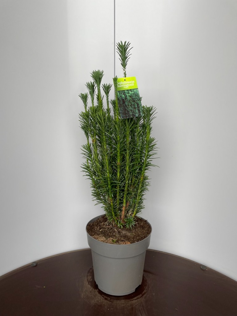 Cephalotaxus harr. Fastigiata