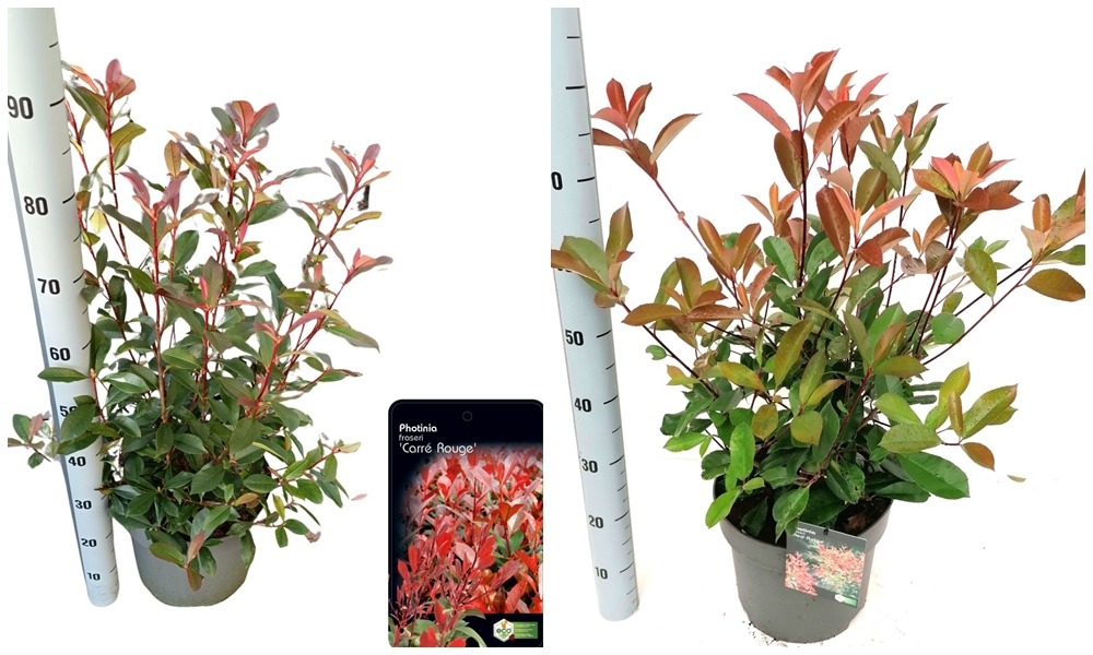 Picture of Trolley Deal 2024 Photinia fras. Red Robin P29 (10 Ltr) F.O. (125)