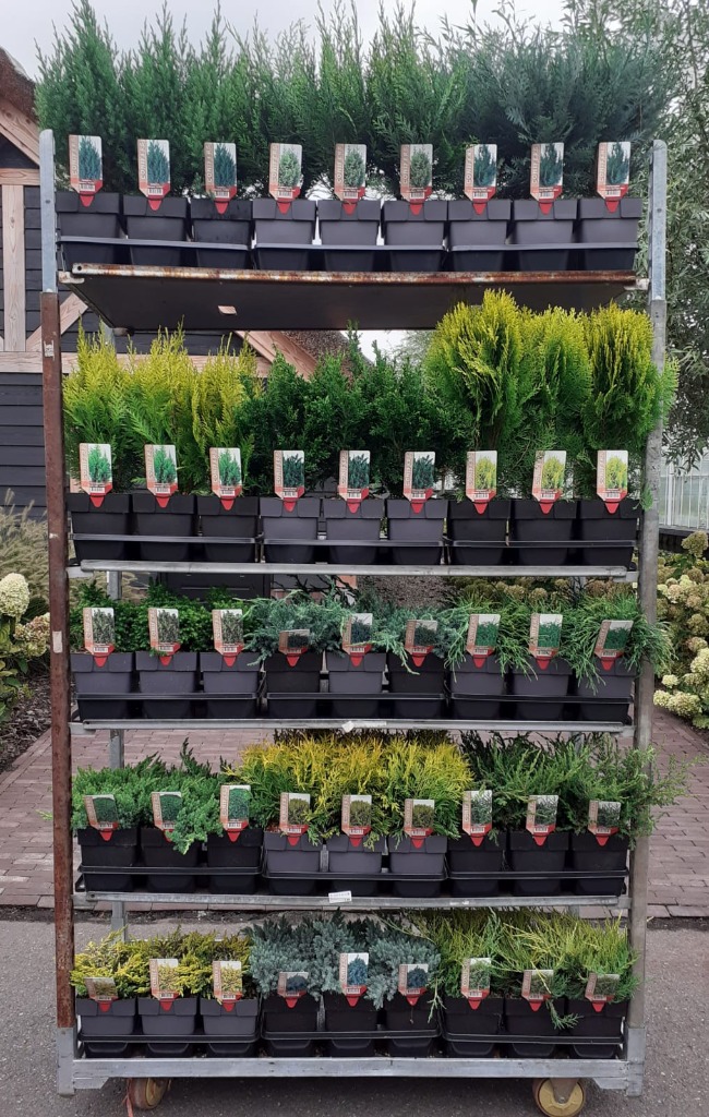 Picture of Trolley Deal AC25-184 Conifers in 24 varieties P17 (2 Ltr)