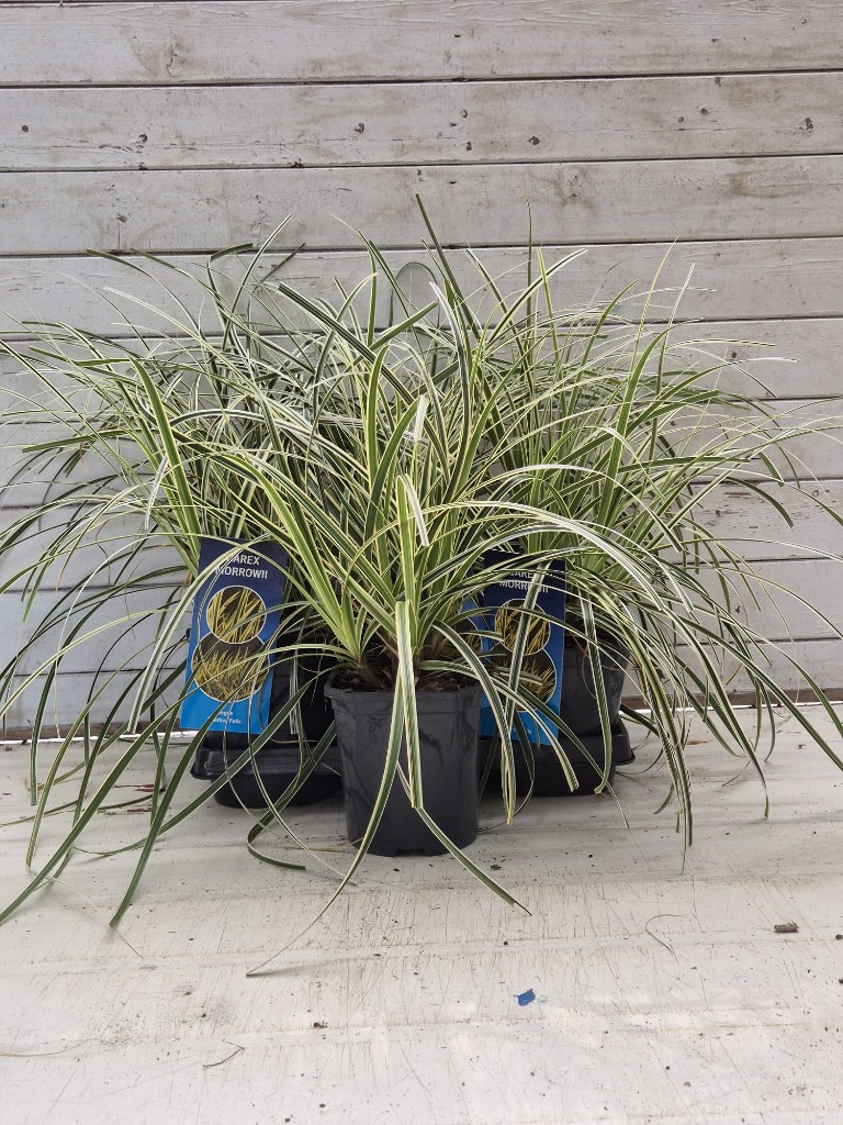 Picture of Carex Feather falls P17 (2 Ltr)