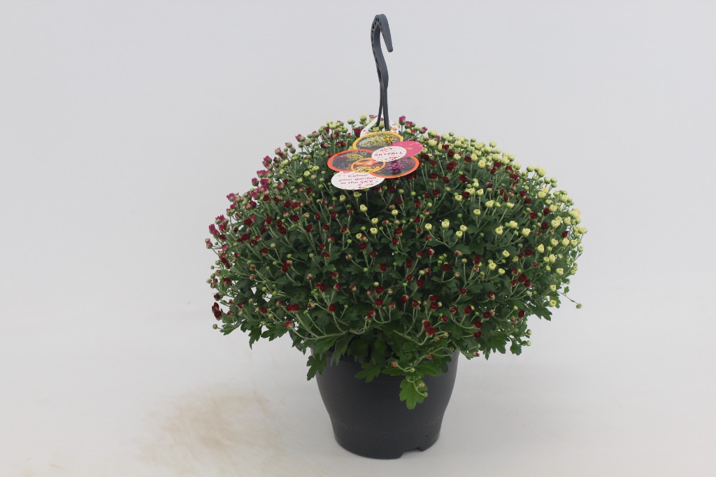 Picture of Trolley Deal 2024 Chrysanthemum Skyfall hanging basket 3 colours in pot C5  S9