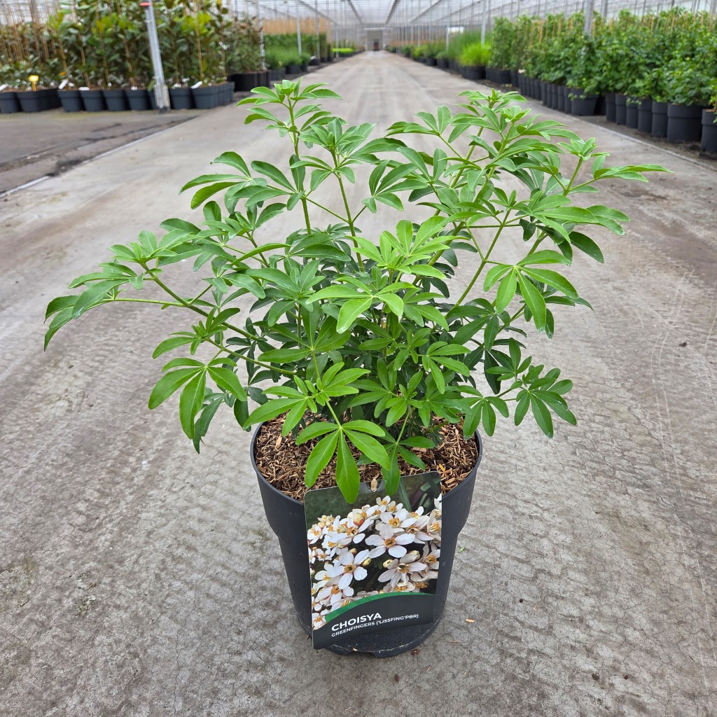 Choisya tern. Greenfingers