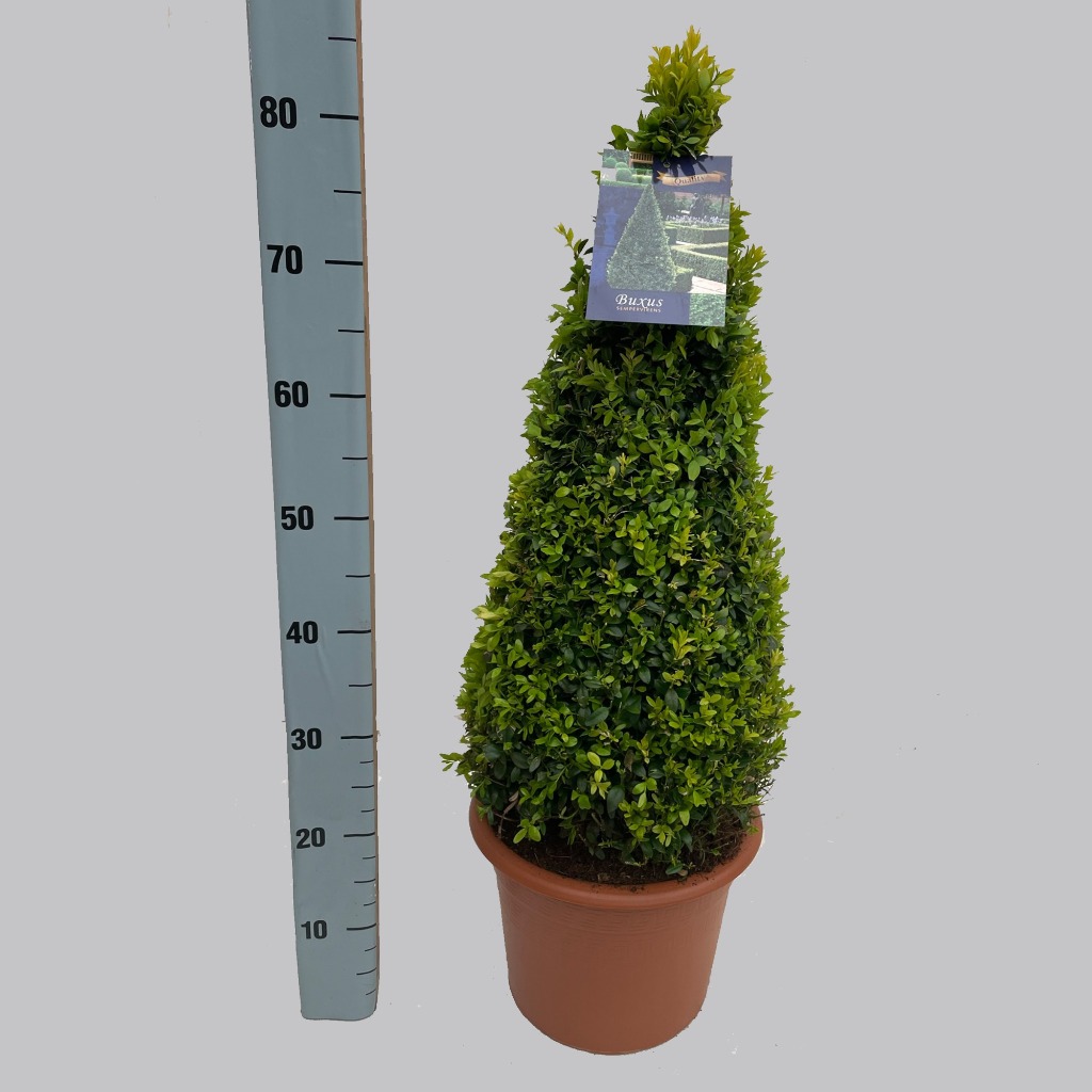 Picture of Buxus sempervirens P26 (7.5 Ltr) PYR-60/CM