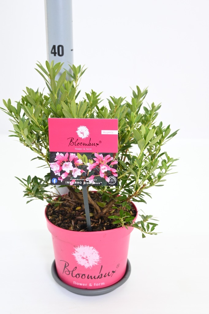 Obrázok z Rhododendron micranthem Bloombux (pink) (2026) P17 (2 Ltr)