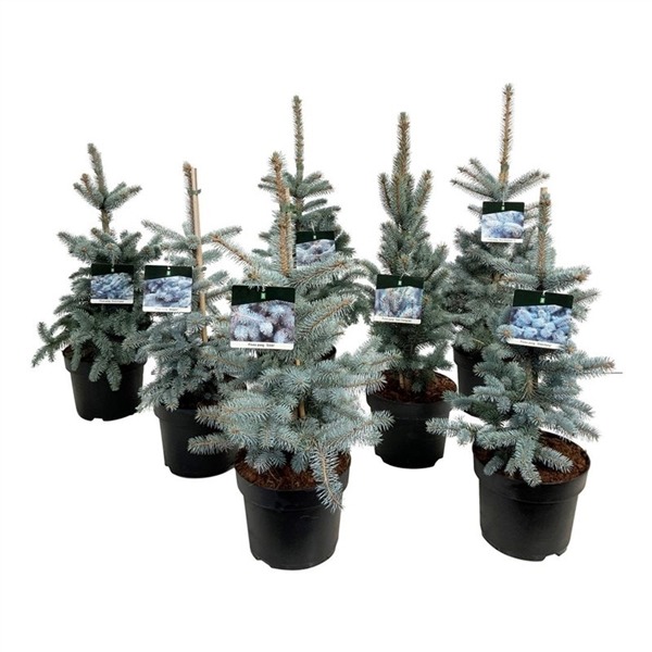 Picture of Picea pungens Blue in varieties P26 (7.5 Ltr)