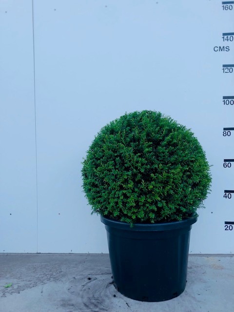 Picture of Taxus Baccata P45-(40-LTR) BALL-60/65