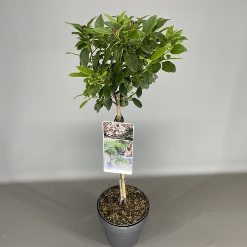 Picture of Viburnum tinus P19 (3 Ltr) 50/STD