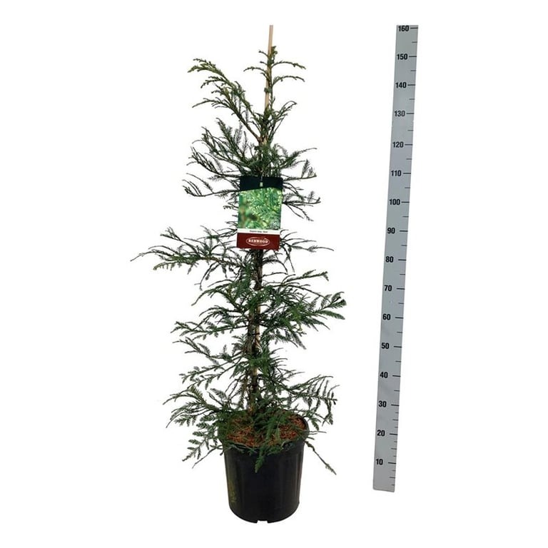 Picture of Sequoia sempervirens Xeno P32 (15 Ltr) 150/175