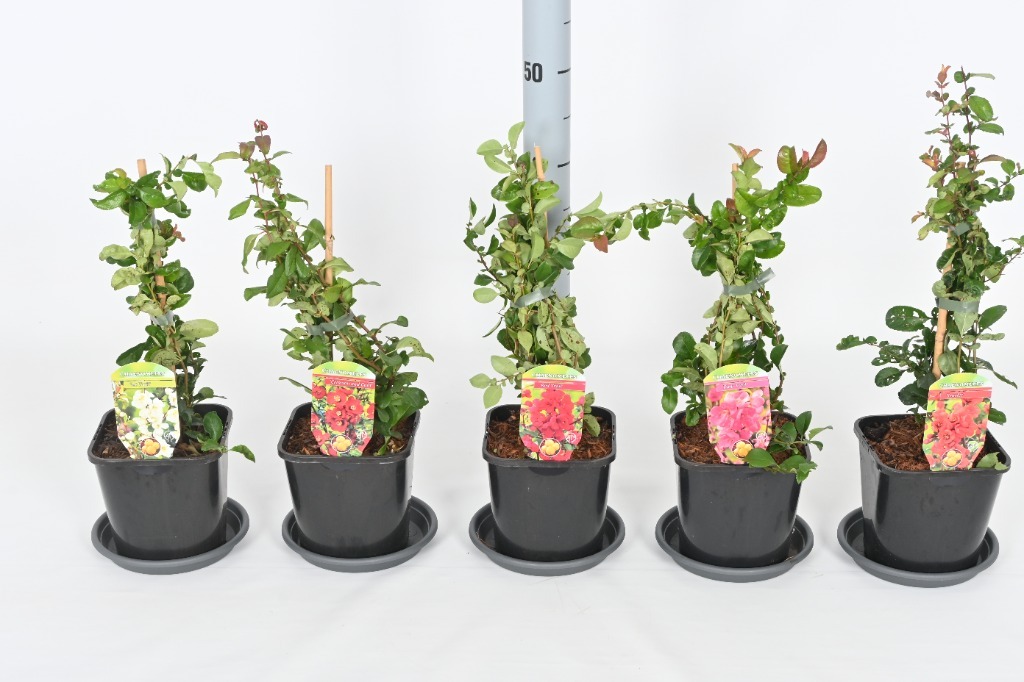 Picture of Chaenomeles in varieties P17 (2 Ltr) 20/25