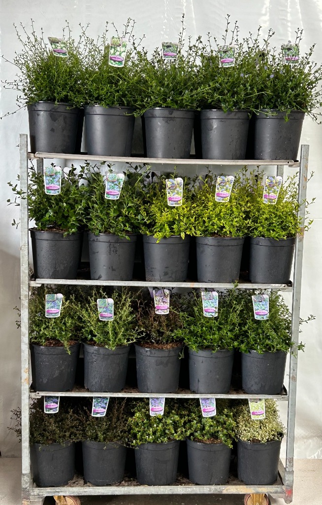 Picture of Trolley Deal 2024 Ceanothus in varieties P29 (10 Ltr) F.O. (022)