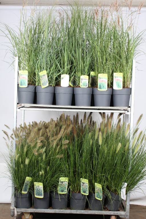 Picture of Grasses in 6 Varieties P24 (6 Ltr)