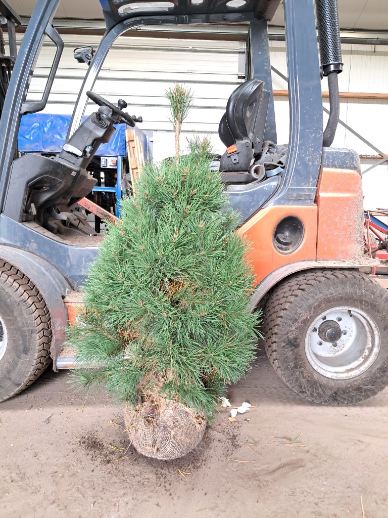 Picture of Pinus sylvestris ROOTBALL 100/120CM