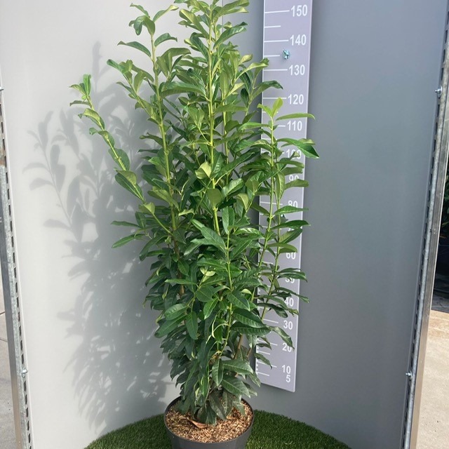 Picture of Prunus laur. Genolia P32 (15 Ltr) 125/150