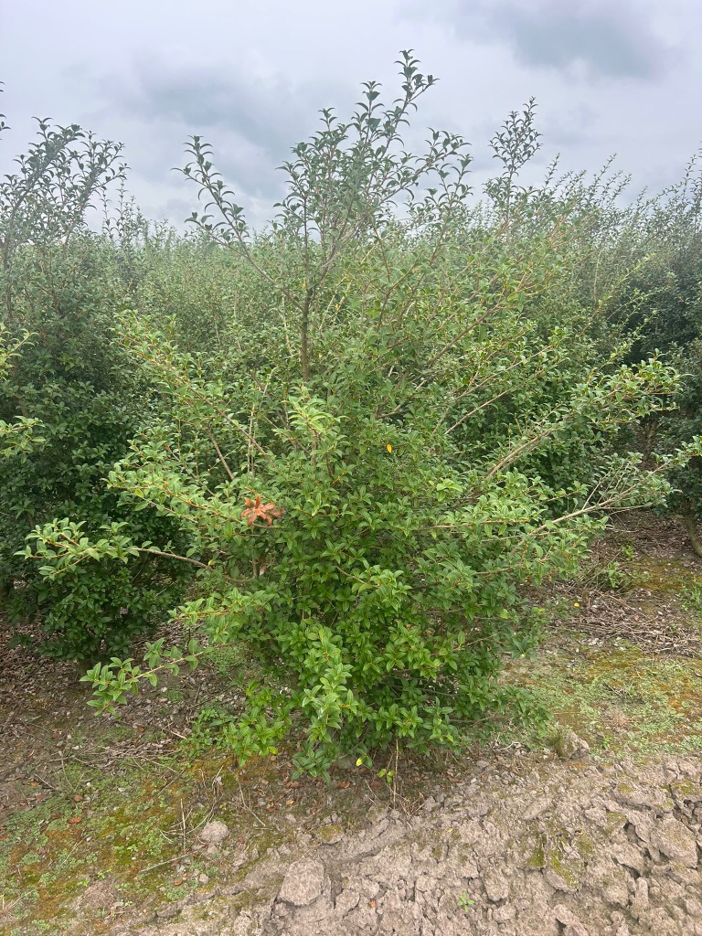 Picture of Osmanthus burkwoodii ROOTBALL 175/200CM