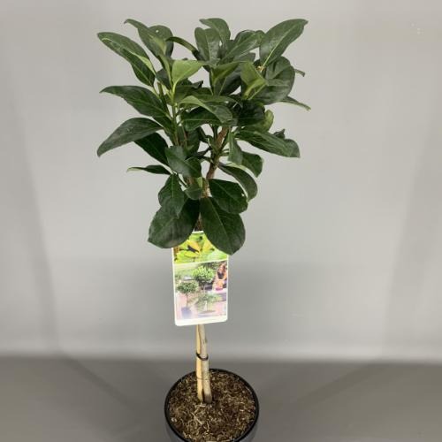 Picture of Prunus laurus Etna P19 (3 Ltr) 50/STD