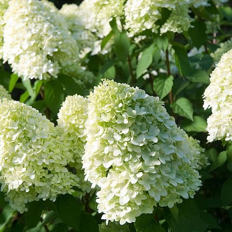 Picture of Hydrangea pan. Little Lime P19 (3 Ltr)
