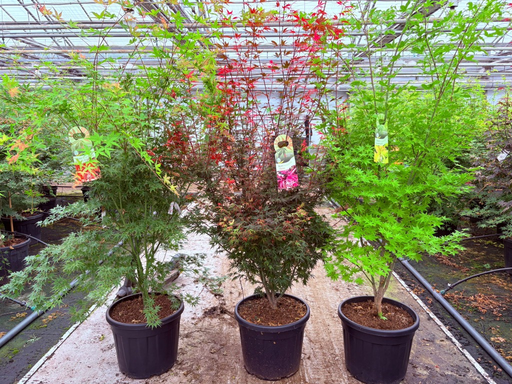 Picture of Trolley Deal 2025 Acer pal. in varieties C55