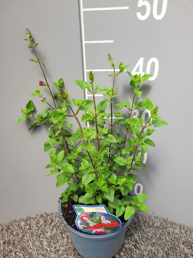 Picture of Salvia micr. Hot Lips P17 (2 Ltr)