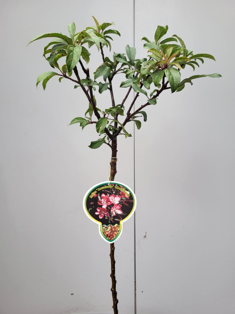 Picture of Malus Coralcole P23 (5 Ltr) 80/STD