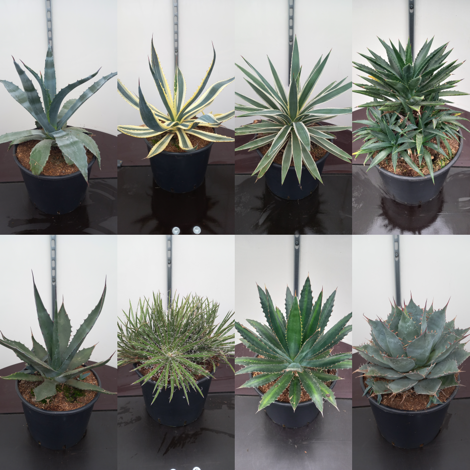 Picture of Agave in varieties C20