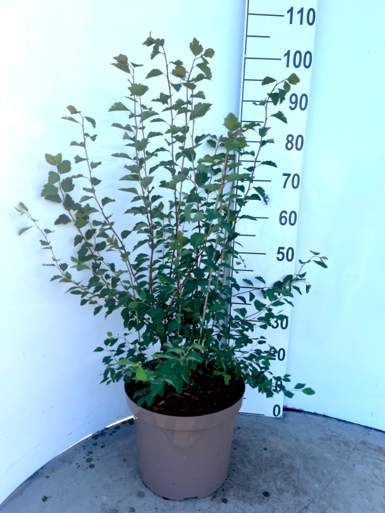 Picture of Spirea Vanhouttei P29 (10 Ltr) 60/80