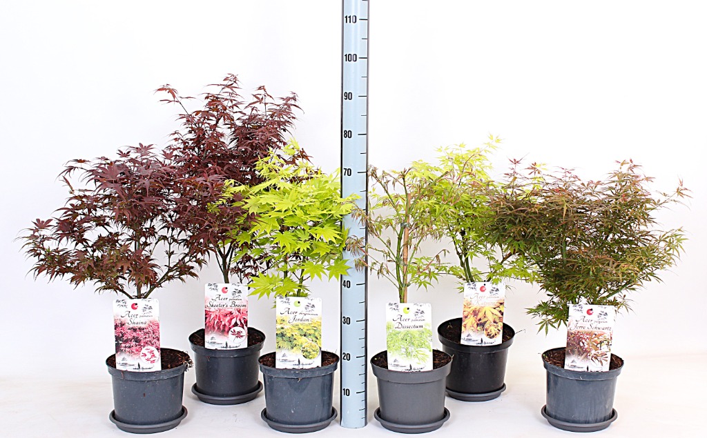 Acer pal. in varieties