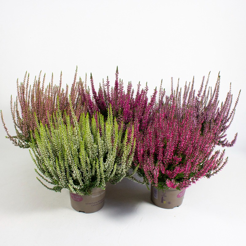 Obrazek Calluna Garden Girls in varieties P12