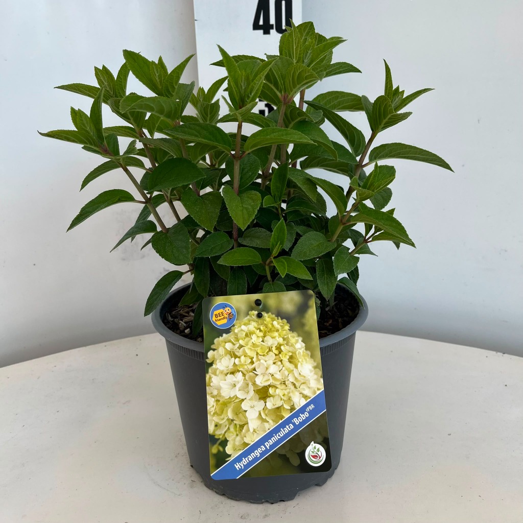 Hydrangea pan. Bobo