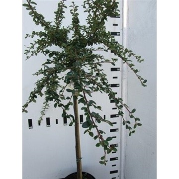 Picture of Cotoneaster suec. Coral Beauty P23 (5 Ltr) 80/STD