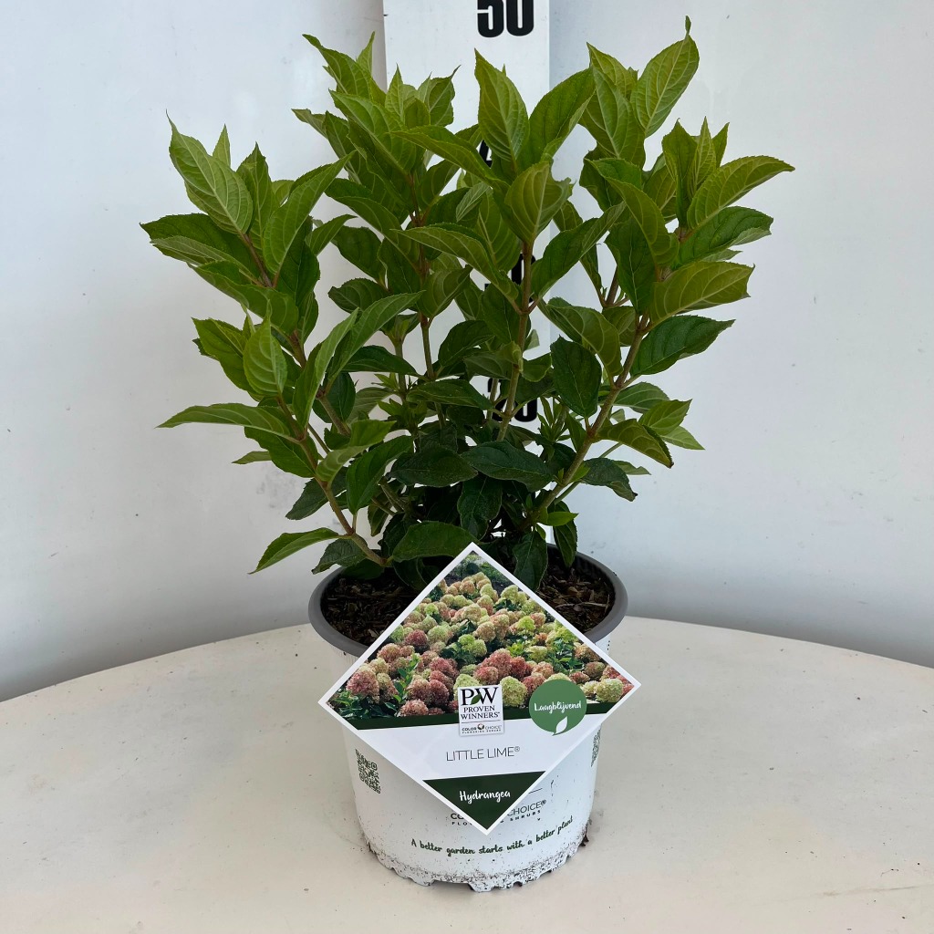 Hydrangea pan. Little Lime