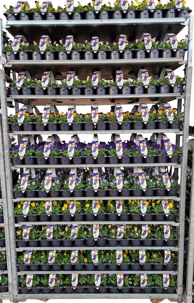 Picture of Trolley  Deal 2025 Viola cornuta  varieties in 6-pack