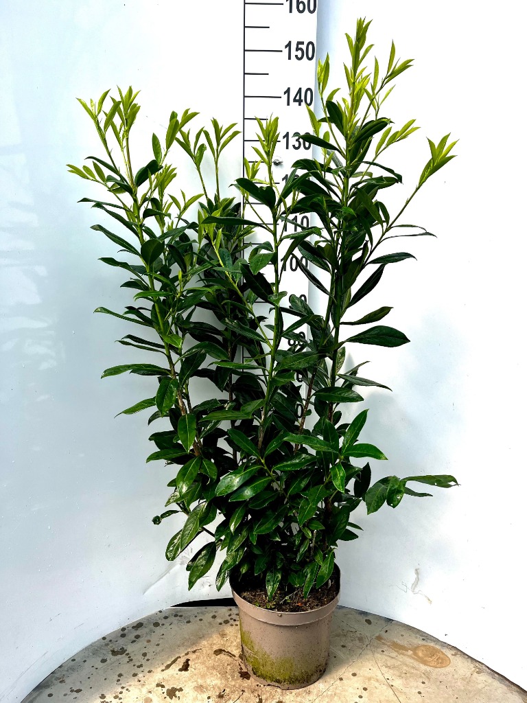 Picture of Prunus laur. Caucasica P29 (10 Ltr) 100/120