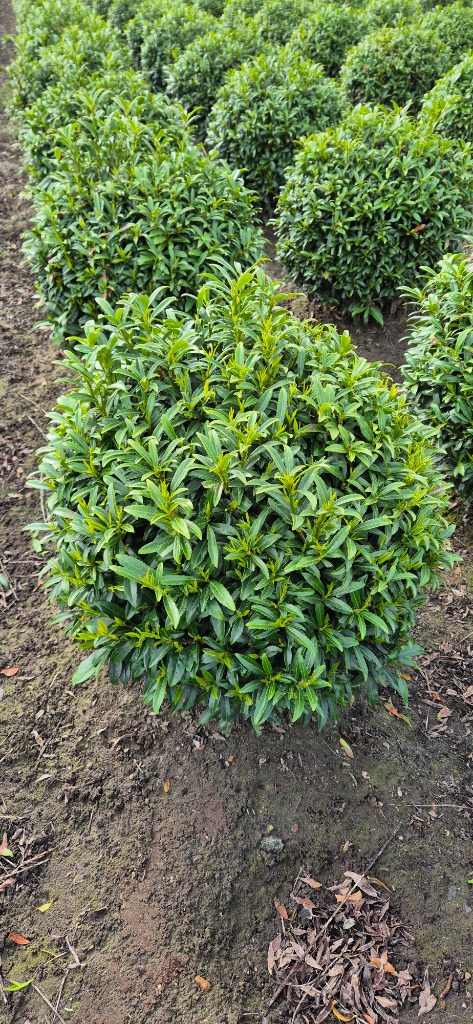 Picture of Prunus laur. Filigrow Sofia ROOTBALL BALL-55/60