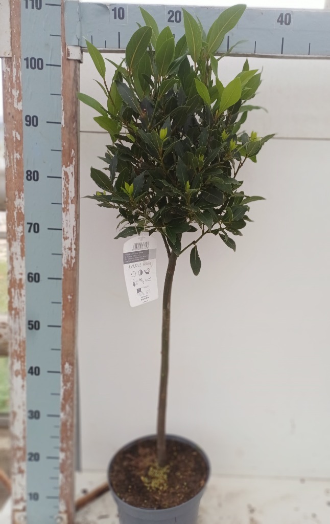 Laurus Nobilis