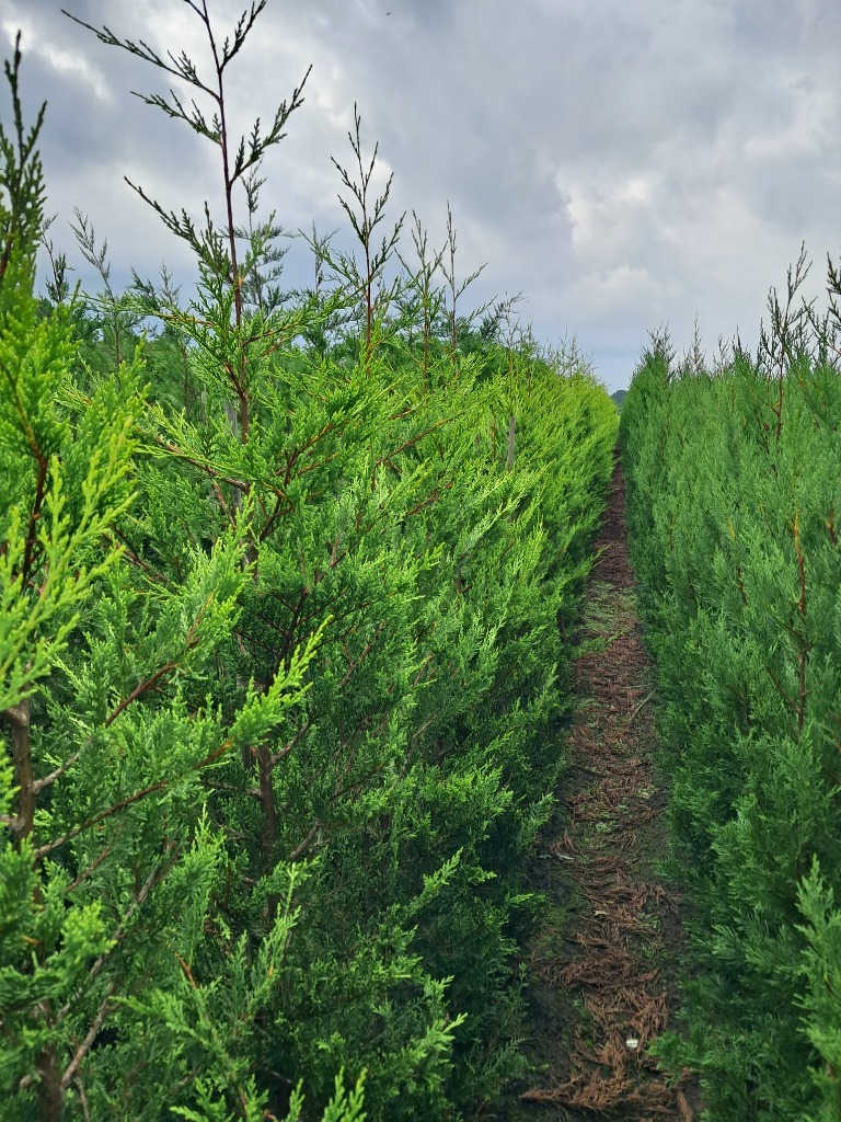 Picture of Cupressocyparis leylandii Castlewellan Gold ROOTBALL 100/125CM