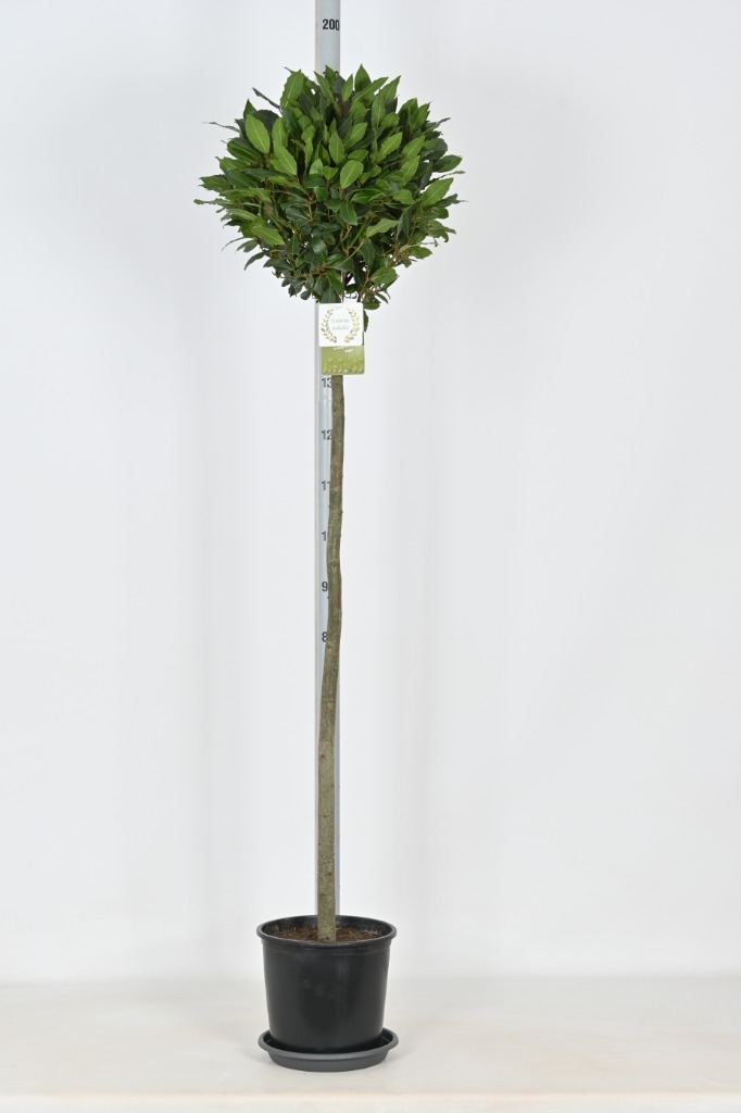 Laurus nobilis