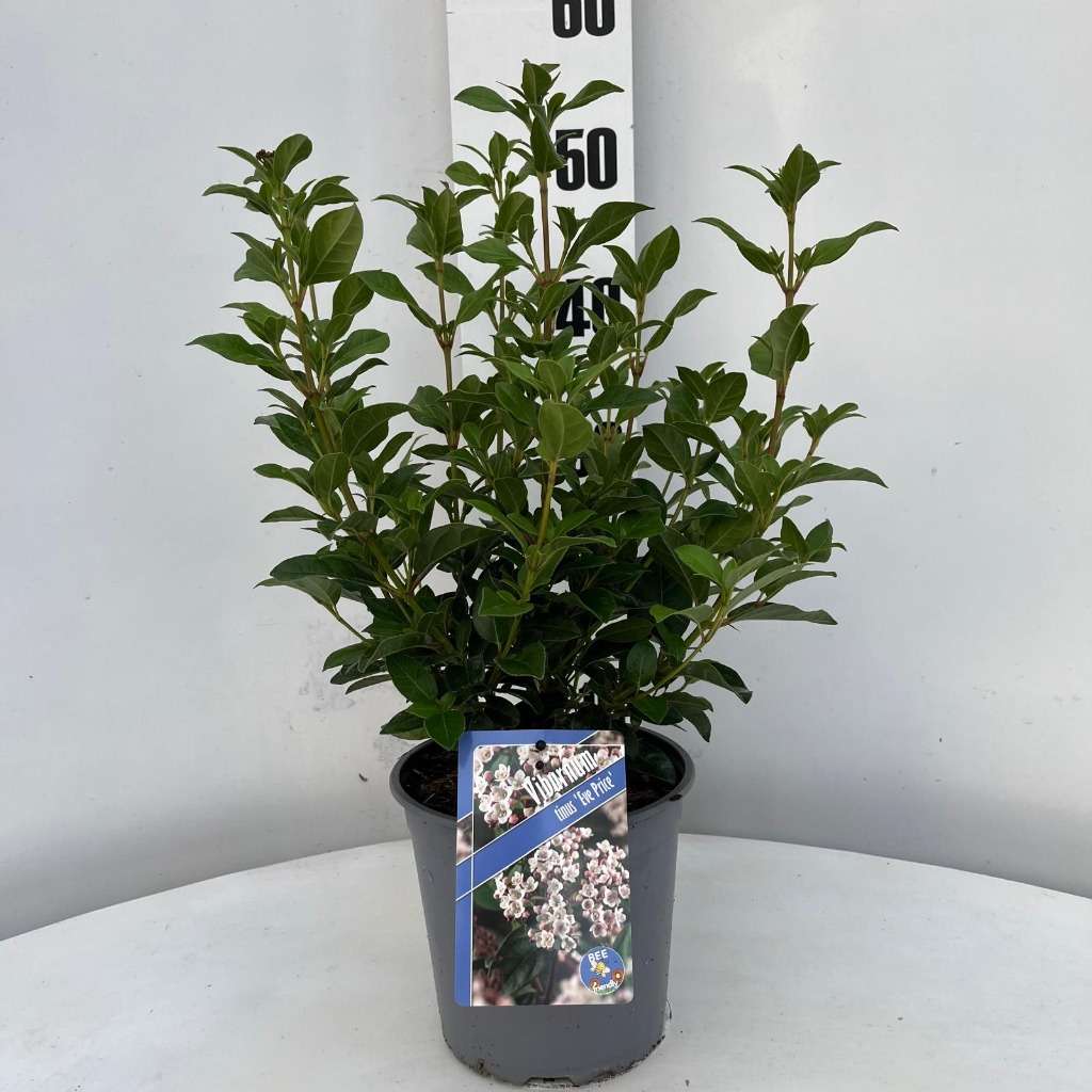 Picture of Viburnum tinus Eve Price P17-(2.5-LTR)