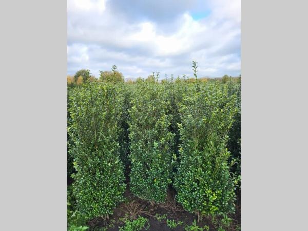 Picture of Ilex crenata Caroline Upright ROOTBALL 125/150CM