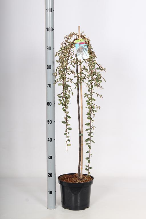 Picture of Cotoneaster suec. Juliette P21 (4 Ltr) 80/STD