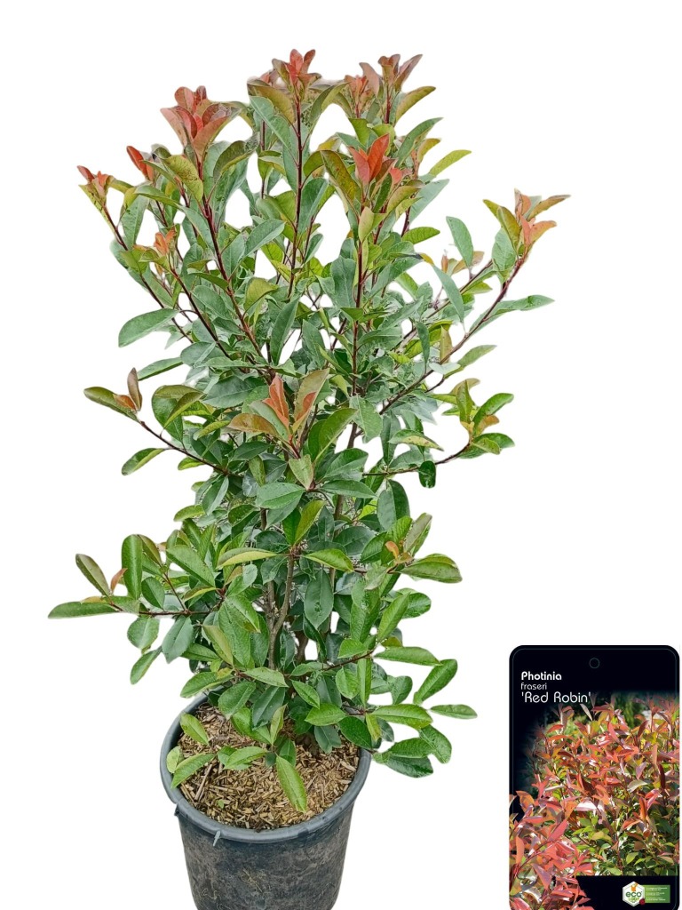 Picture of Photinia fras. Red Robin P40-(30-LTR) 150/175CM