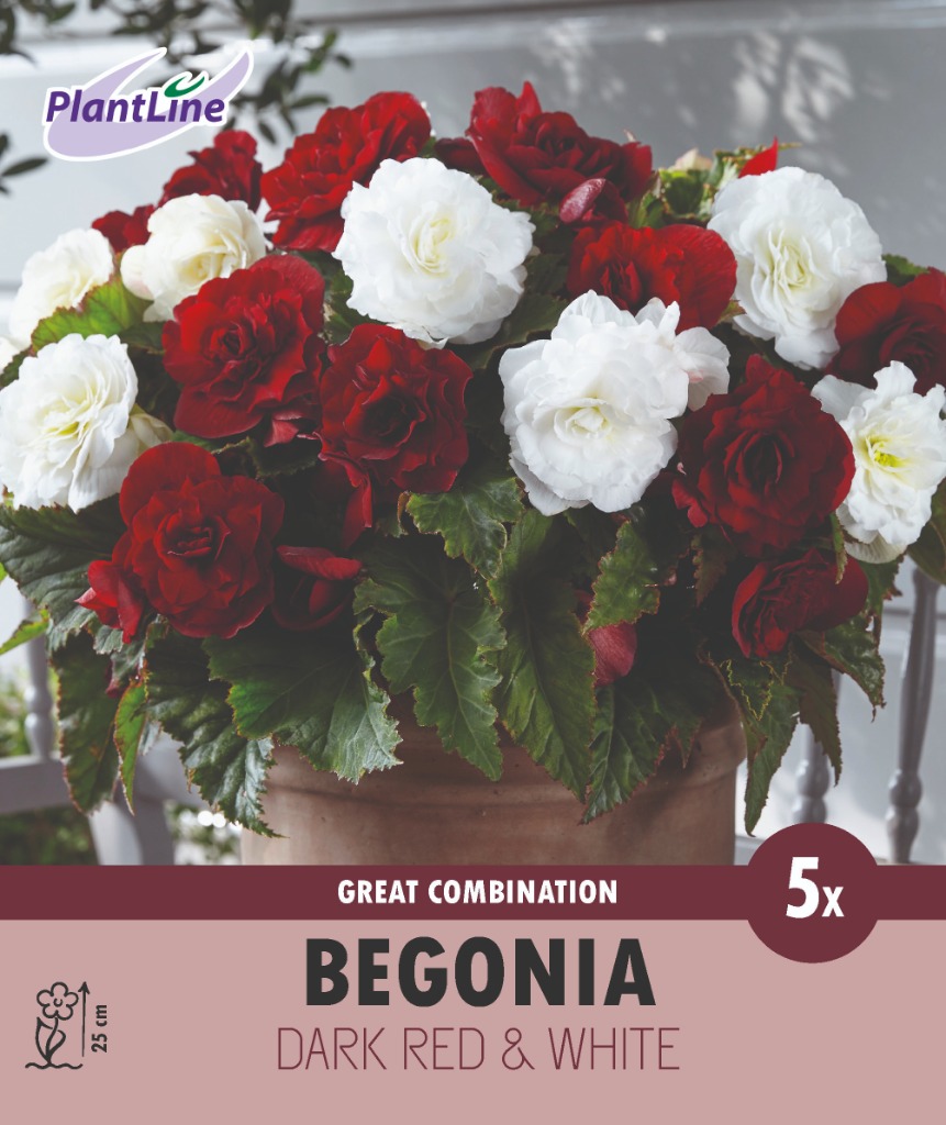 Picture of COMBI BEGONIA DOUBLE DARK RED & WHITE 20-BAGS-WITH-5-BEGONIA-IN-BOX