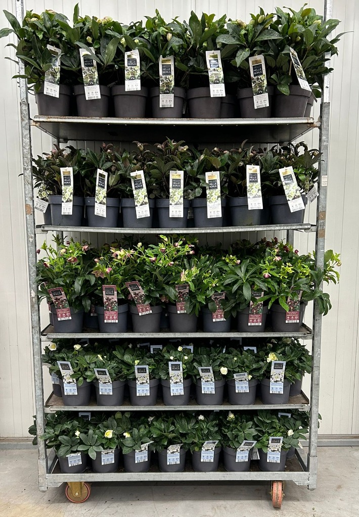 Picture of Trolley Deal 2024 Helleborus in 4 Varieties P17 (2 Ltr) S9/39