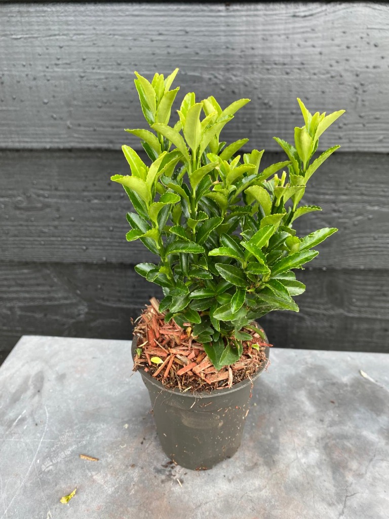 Picture of Euonymus jap Green Spire P9